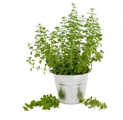 11378011-marjoram-herb-plant-in-an-aluminum-pot-with-leaf-sprigs-isolated-over-white-background.jpg