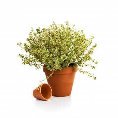 13724062-flower-pot-with-fresh-thyme-thymus-citriodorus-on-white-background.jpg