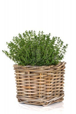 7753705-thyme-herb-plant-in-a-rustic-woven-wicker-basket-isolated-over-white-background-thymus.jpg