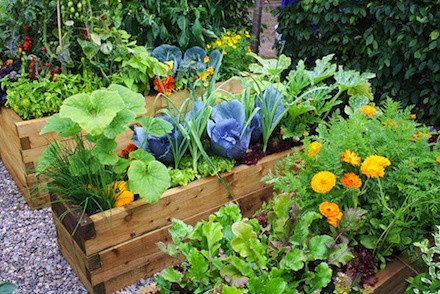 container-vegetable-garden.jpg